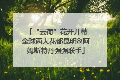 “云荷”花开并蒂 全球两大花都昆明&阿姆斯特丹强强联手