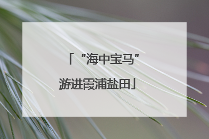 “海中宝马”游进霞浦盐田