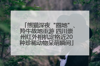 熊猫深夜“圈地”、羚牛故地重游 四川崇州红外相机定格近20种珍稀动物呆萌瞬间