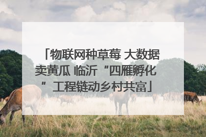物联网种草莓 大数据卖黄瓜 临沂“四雁孵化”工程链动乡村共富
