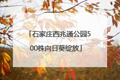 石家庄西兆通公园500株向日葵绽放