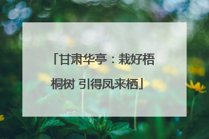 甘肃华亭：栽好梧桐树 引得凤来栖