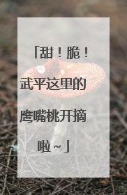 甜！脆！武平这里的鹰嘴桃开摘啦～