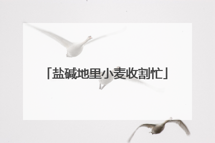 盐碱地里小麦收割忙