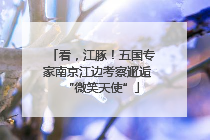 看，江豚！五国专家南京江边考察邂逅“微笑天使”