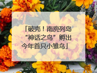 破壳！南麂列岛“神话之鸟”孵出今年首只小雏鸟