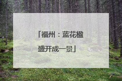 福州：蓝花楹盛开成一景