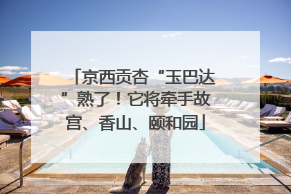 京西贡杏“玉巴达”熟了！它将牵手故宫、香山、颐和园
