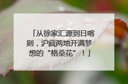 从徐家汇源到日喀则，沪藏两地开满梦想的“格桑花”！