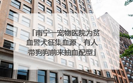 南宁一宠物医院为贫血警犬征集血源，有人带狗狗前来抽血配型