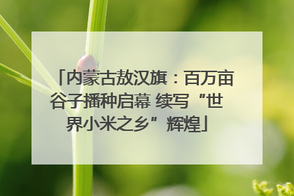 内蒙古敖汉旗：百万亩谷子播种启幕 续写“世界小米之乡”辉煌