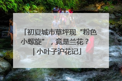初夏城市草坪现“粉色小螺旋”，竟是兰花？ | 小叶子沪花记