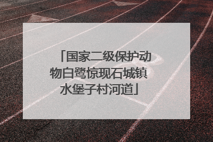 国家二级保护动物白鹭惊现石城镇水堡子村河道