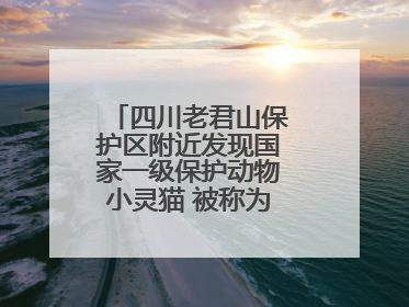 四川老君山保护区附近发现国家一级保护动物小灵猫 被称为“生态试纸”