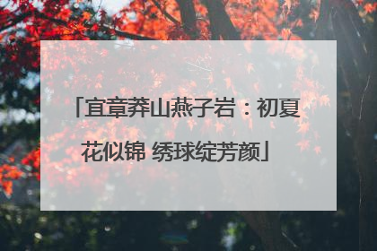宜章莽山燕子岩：初夏花似锦 绣球绽芳颜