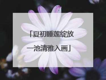 夏初睡莲绽放 一池清雅入画