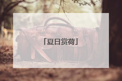 夏日赏荷