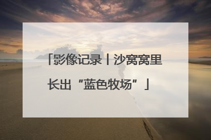 影像记录丨沙窝窝里长出“蓝色牧场”