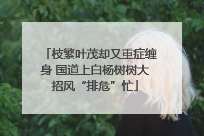 枝繁叶茂却又重症缠身 国道上白杨树树大招风“排危”忙