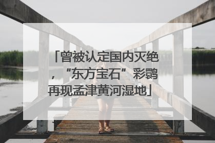 曾被认定国内灭绝，“东方宝石”彩鹮再现孟津黄河湿地