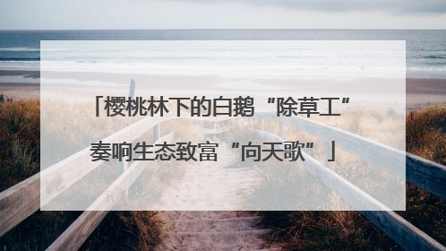 樱桃林下的白鹅“除草工” 奏响生态致富“向天歌”