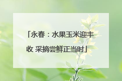永春：水果玉米迎丰收 采摘尝鲜正当时
