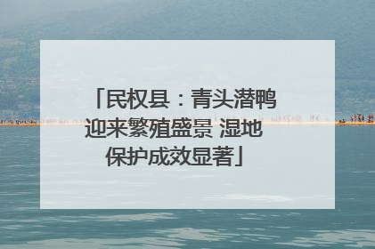 民权县：青头潜鸭迎来繁殖盛景 湿地保护成效显著
