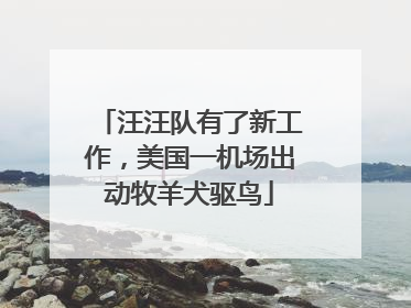 汪汪队有了新工作，美国一机场出动牧羊犬驱鸟