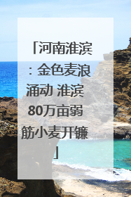 河南淮滨：金色麦浪涌动 淮滨80万亩弱筋小麦开镰