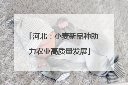 河北：小麦新品种助力农业高质量发展