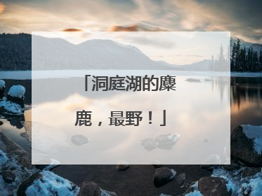 洞庭湖的麋鹿，最野！