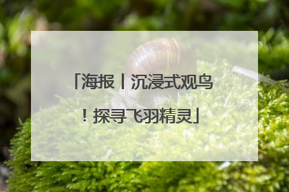 海报丨沉浸式观鸟！探寻飞羽精灵