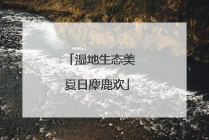 湿地生态美 夏日麋鹿欢