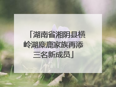 湖南省湘阴县横岭湖麋鹿家族再添三名新成员