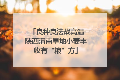 良种良法战高温 陕西渭南旱地小麦丰收有“粮”方