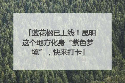蓝花楹已上线！昆明这个地方化身“紫色梦境”，快来打卡