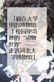 藏在大学里的博物馆丨校园里奇妙的“动物世界”——走进河北大学博物馆