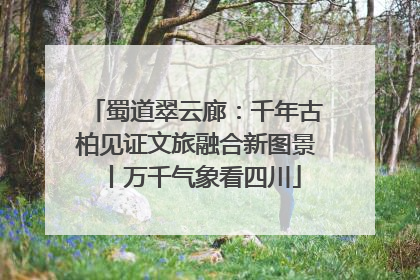 蜀道翠云廊：千年古柏见证文旅融合新图景丨万千气象看四川
