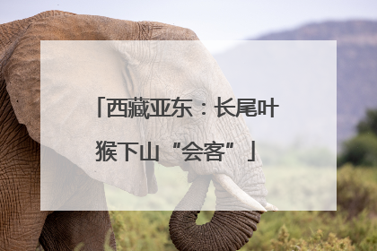 西藏亚东：长尾叶猴下山“会客”