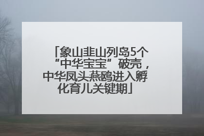 象山韭山列岛5个“中华宝宝”破壳，中华凤头燕鸥进入孵化育儿关键期