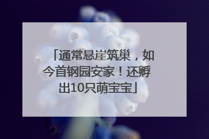 通常悬崖筑巢，如今首钢园安家！还孵出10只萌宝宝
