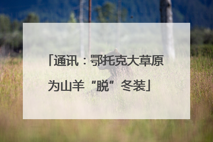 通讯：鄂托克大草原为山羊“脱”冬装