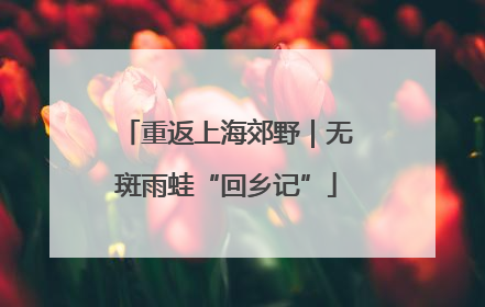 重返上海郊野｜无斑雨蛙“回乡记”