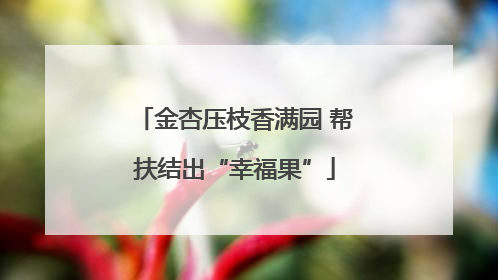 金杏压枝香满园 帮扶结出“幸福果”