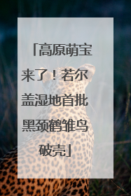 高原萌宝来了！若尔盖湿地首批黑颈鹤雏鸟破壳