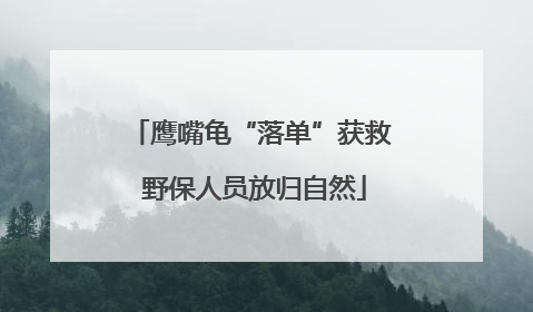 鹰嘴龟“落单”获救 野保人员放归自然