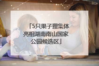 5只果子狸集体亮相湖南南山国家公园候选区