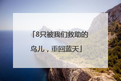 8只被我们救助的鸟儿，重回蓝天